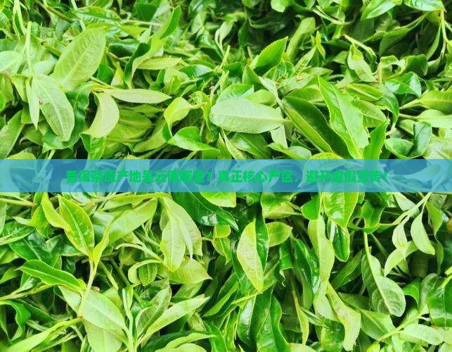 普洱茶原产地是云南哪里