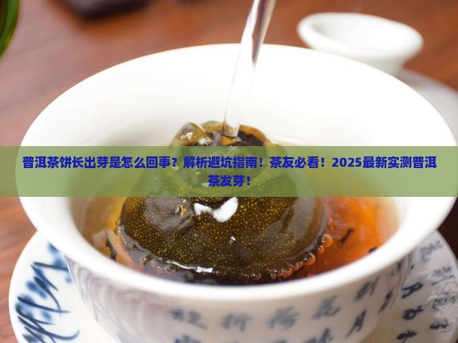 普洱茶饼长出芽是怎么回事