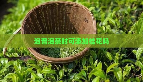 泡普洱茶时可添加桂花吗