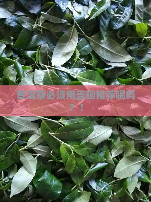 普洱茶必须用盖碗推荐喝吗