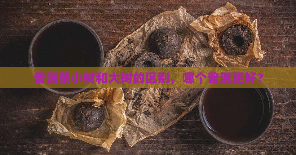 普洱茶大树种和小树种哪个好
