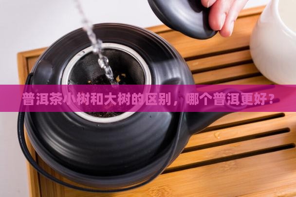 普洱茶大树种和小树种哪个好