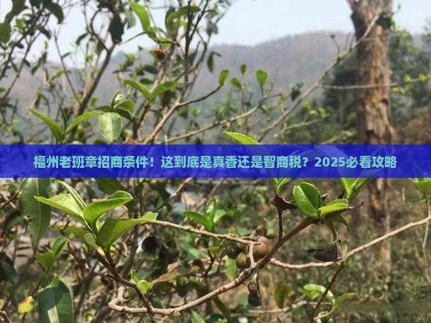 福州老班章招商条件