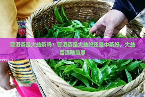 普洱茶是大益茶吗？普洱茶是大益好还是中茶好，大益普洱啥意思