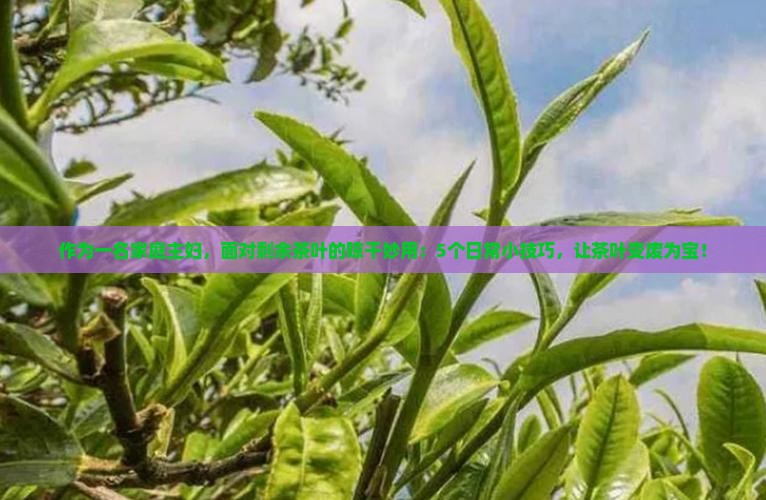 作为一名家庭主妇，面对剩余茶叶的晾干妙用：5个日常小技巧，让茶叶变废为宝！