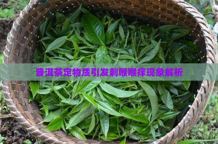 普洱茶定物质引发刺喉喉痒现象解析