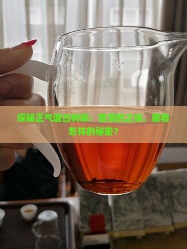 探秘正气塘古树茶：普洱的之味，藏着怎样的秘密？