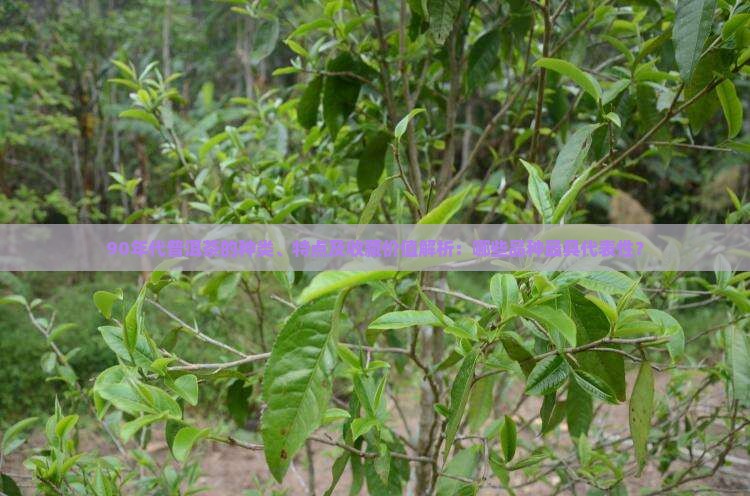 90年代普洱茶的种类、特点及收藏价值解析：哪些品种最具代表性？