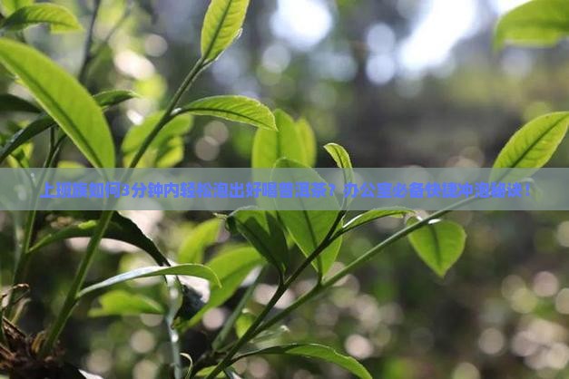 上班族如何3分钟内轻松泡出好喝普洱茶？办公室必备快捷冲泡秘诀！