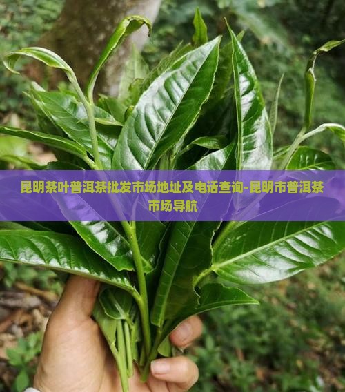 昆明茶叶普洱茶批发市场地址及电话查询-昆明市普洱茶市场导航