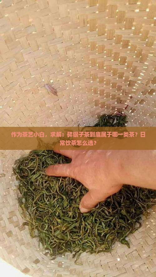 作为茶艺小白，求解：碎银子茶到底属于哪一类茶？日常饮茶怎么选？