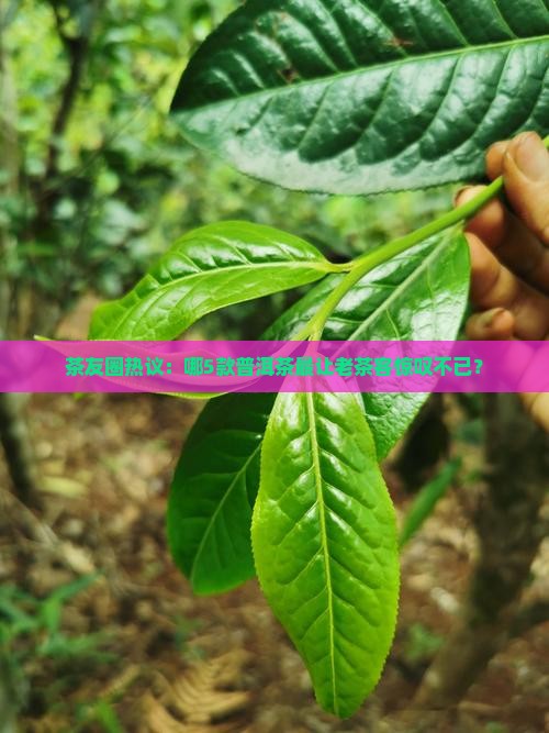 茶友圈热议：哪5款普洱茶最让老茶客惊叹不已？
