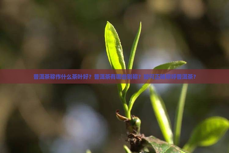 普洱茶称作什么茶叶好？普洱茶有哪些别称？如何正确称呼普洱茶？