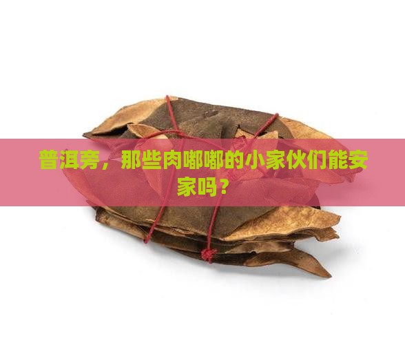 普洱旁，那些肉嘟嘟的小家伙们能安家吗？