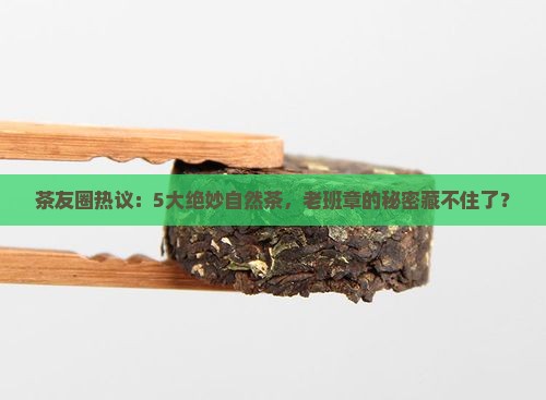 茶友圈热议：5大绝妙自然茶，老班章的秘密藏不住了？