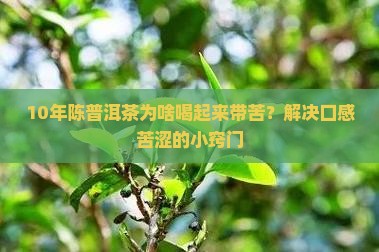 10年陈普洱茶为啥喝起来带苦？解决口感苦涩的小窍门