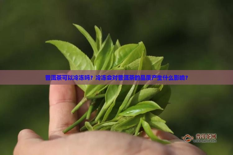 普洱茶可以冷冻吗？冷冻会对普洱茶的品质产生什么影响？