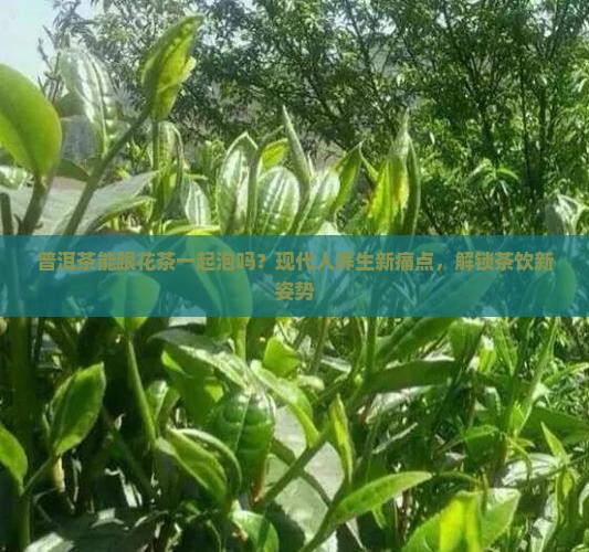普洱茶能跟花茶一起泡吗？现代人养生新痛点，解锁茶饮新姿势