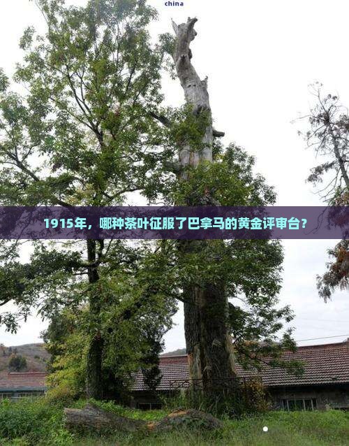 1915年，哪种茶叶征服了巴拿马的黄金评审台？