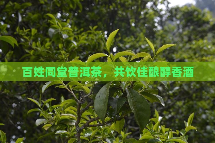 百姓同堂普洱茶，共饮佳酿醇香酒