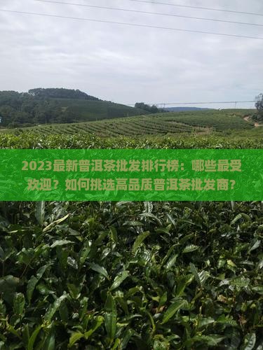 2023最新普洱茶批发排行榜：哪些最受欢迎？如何挑选高品质普洱茶批发商？