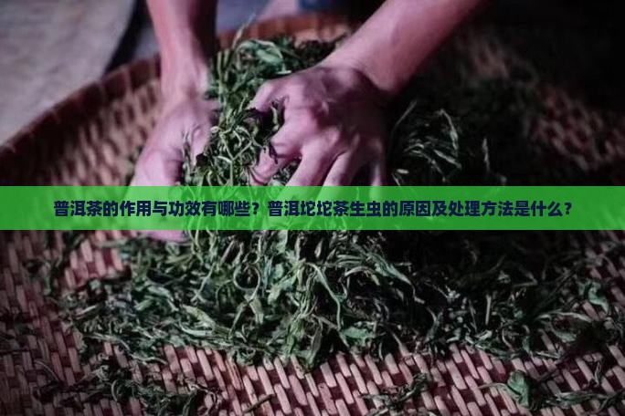 普洱茶的作用与功效有哪些？普洱坨坨茶生虫的原因及处理方法是什么？