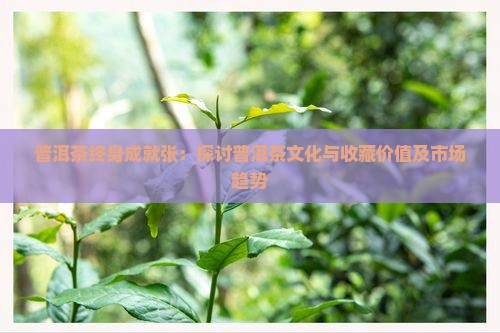 普洱茶终身成就张：探讨普洱茶文化与收藏价值及市场趋势