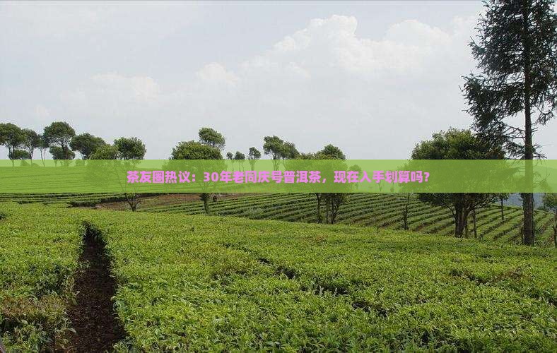 茶友圈热议：30年老同庆号普洱茶，现在入手划算吗？