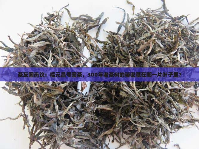 茶友圈热议：福元昌号圆茶，300年老茶树的秘密藏在哪一片叶子里？