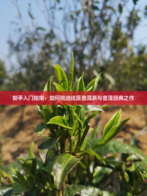 新手入门指南：如何挑选优质普洱茶与普洱经典之作