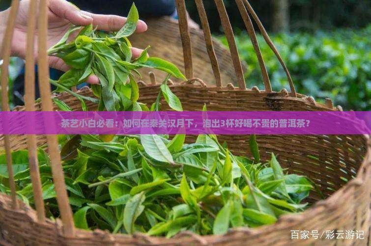 茶艺小白必看：如何在秦关汉月下，泡出3杯好喝不贵的普洱茶？