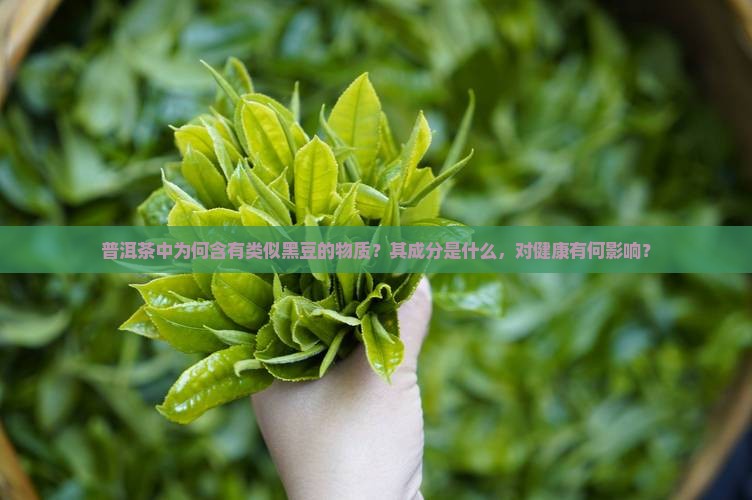 普洱茶里面像黑豆 普洱茶里面像黑豆