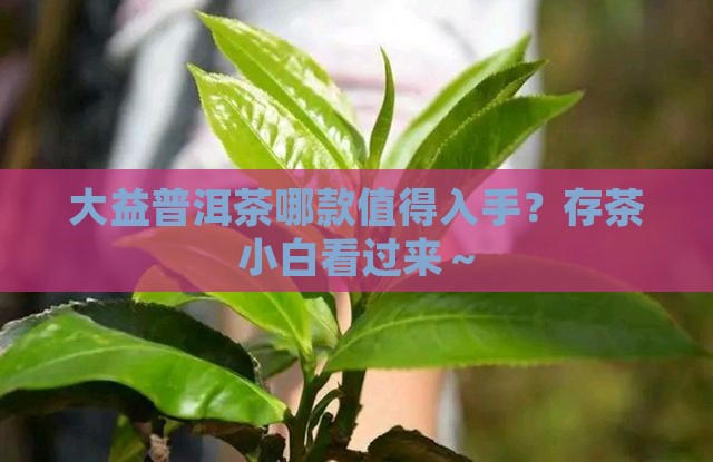 大益普洱茶哪款适合存放