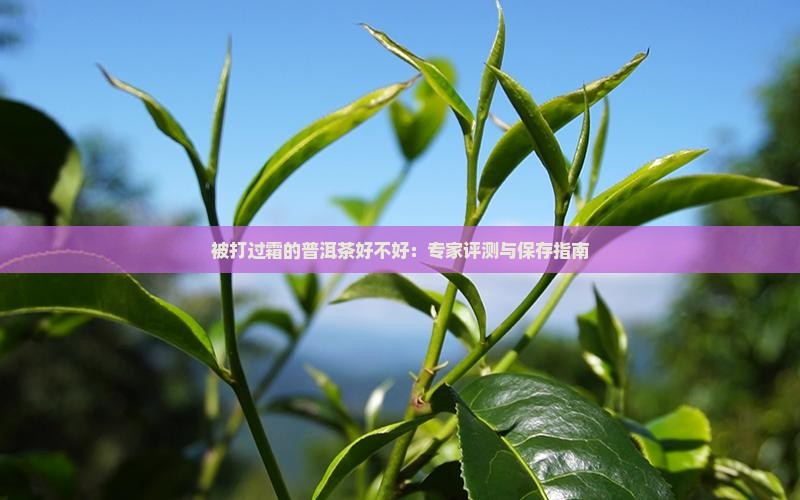 被打过霜的普洱茶好不好