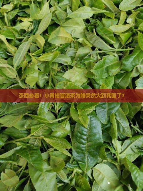小青柑普洱茶出口韩国