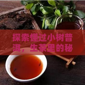 懂过小树普洱茶生茶 懂过小树普洱茶生茶