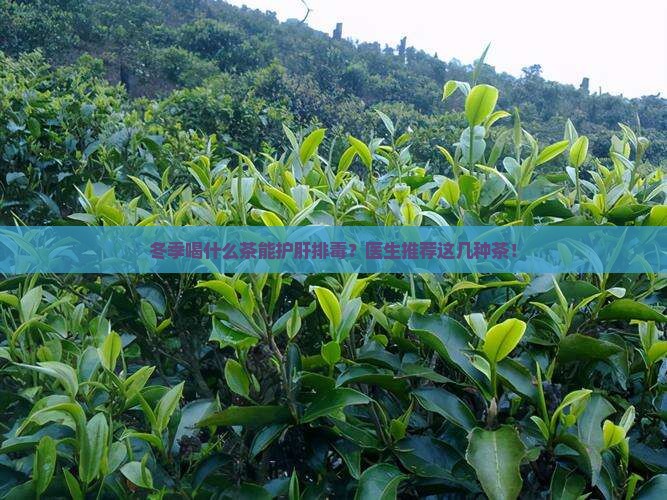 冬季喝什么茶比较养肝