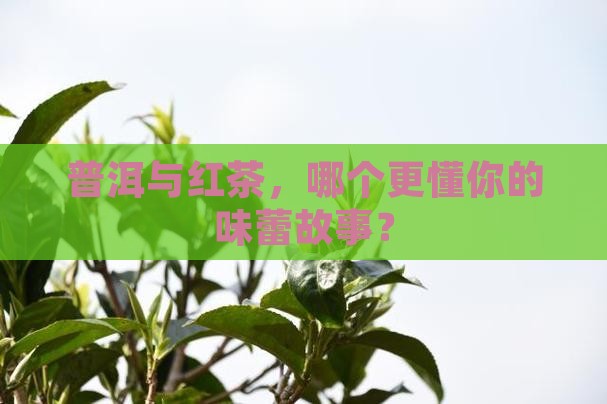 普洱茶和红茶的不同