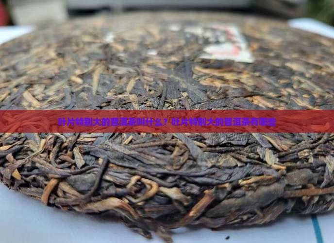 叶片特别大的普洱茶