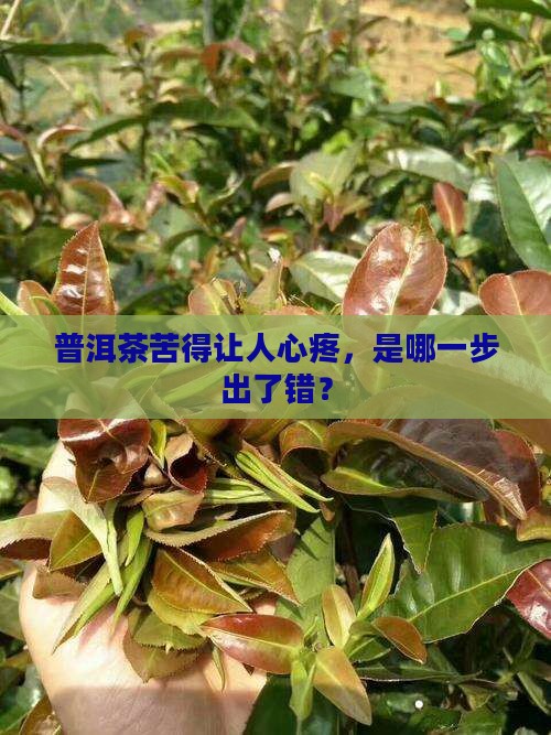 普洱茶泡出来为啥会苦