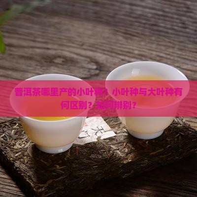 普洱茶哪里的是小叶种的