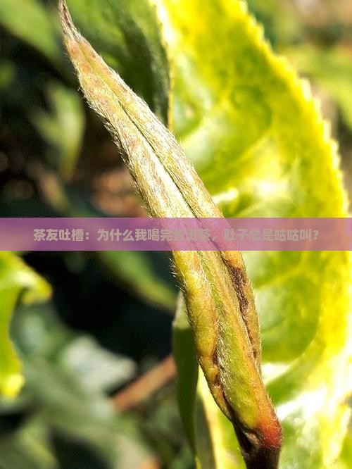 普洱茶喝了便便