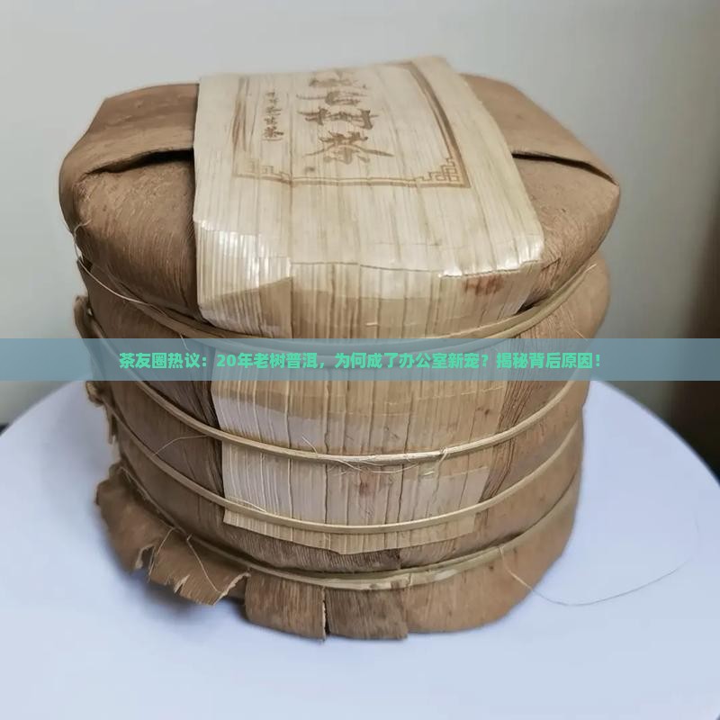 古树普洱茶爆款