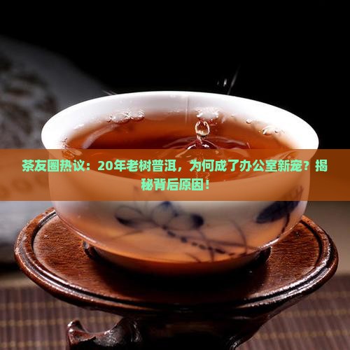 古树普洱茶爆款