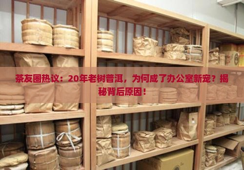 古树普洱茶爆款