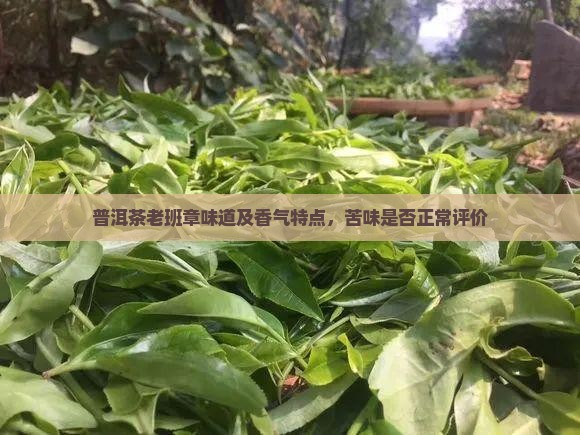普洱茶老班章味道