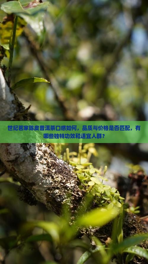 世纪茗家陈皮普洱茶怎么样