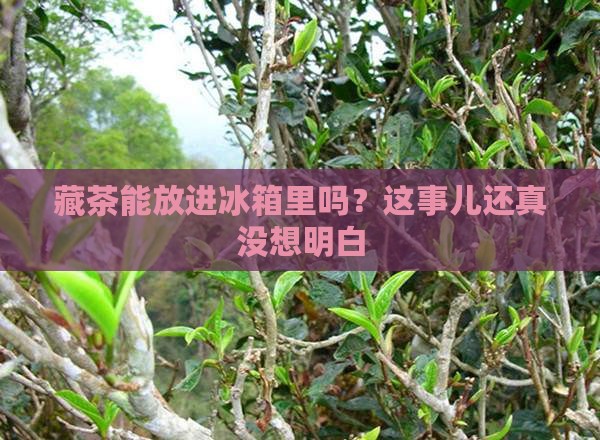 藏茶可以放冰箱里吗