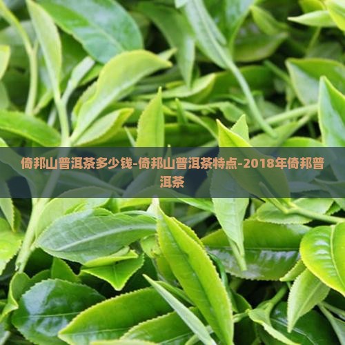 倚邦山普洱茶多少钱