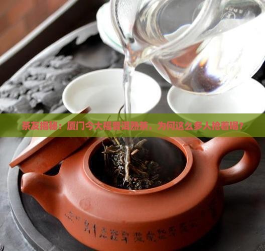 厦门今大福普洱熟茶